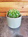 The Plant Farm® Cactus Echinopsis Calochlora, 2" Plant