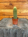 The Plant Farm® Cactus Echinopsis Huascha Cactus, 2" Plant