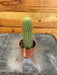 The Plant Farm® Cactus Echinopsis Huascha Cactus, 2" Plant