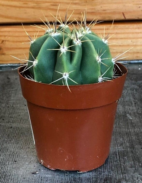 The Plant Farm® Cactus Echinopsis Leucantha Cactus, 2" Plant