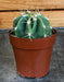 The Plant Farm® Cactus Echinopsis Leucantha Cactus, 2" Plant