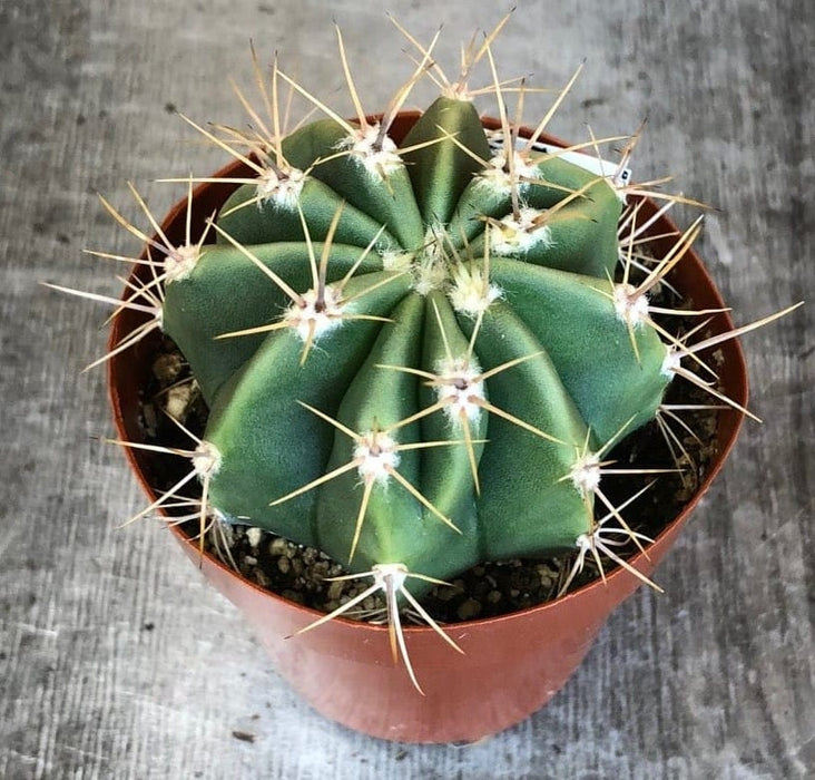 The Plant Farm® Cactus Echinopsis Leucantha Cactus, 2" Plant