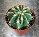 The Plant Farm® Cactus Echinopsis Leucantha Cactus, 2" Plant
