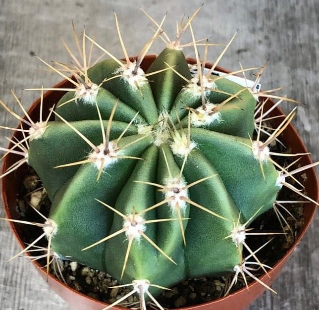 The Plant Farm® Cactus Echinopsis Leucantha Cactus, 2" Plant