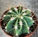 The Plant Farm® Cactus Echinopsis Leucantha Cactus, 2" Plant