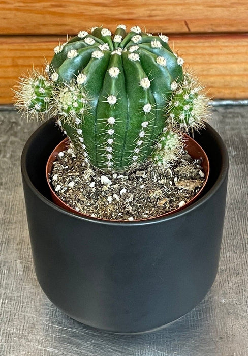 The Plant Farm® Cactus Echinopsis Oxygona, 2" Plant