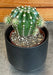The Plant Farm® Cactus Echinopsis Oxygona, 2" Plant