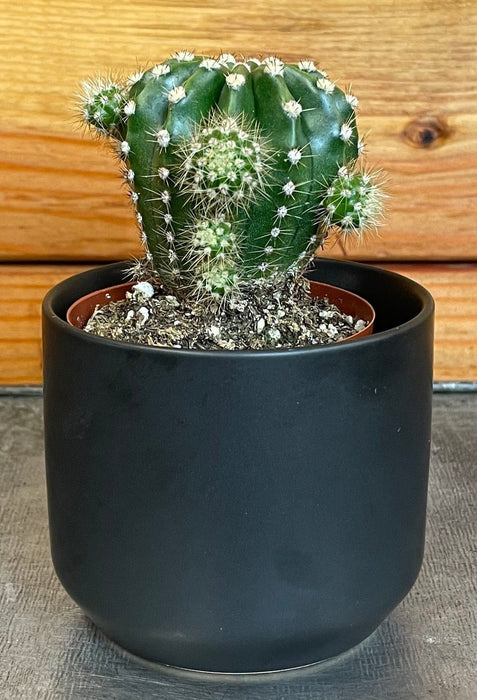 The Plant Farm® Cactus Echinopsis Oxygona, 2" Plant