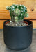 The Plant Farm® Cactus Echinopsis Oxygona, 2" Plant