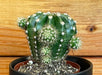 The Plant Farm® Cactus Echinopsis Oxygona, 2" Plant
