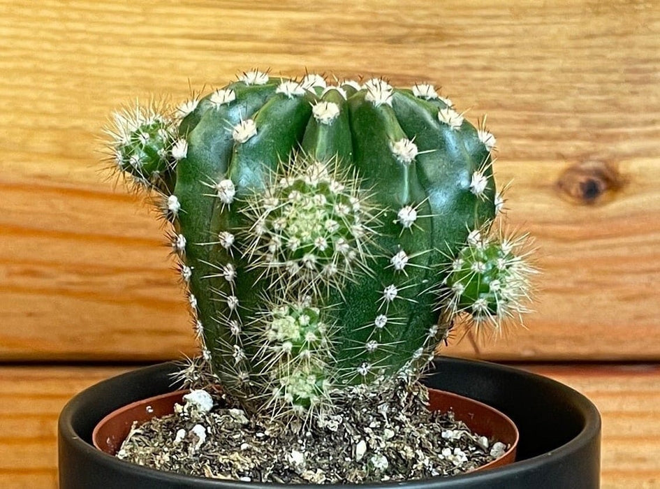 The Plant Farm® Cactus Echinopsis Oxygona, 2" Plant