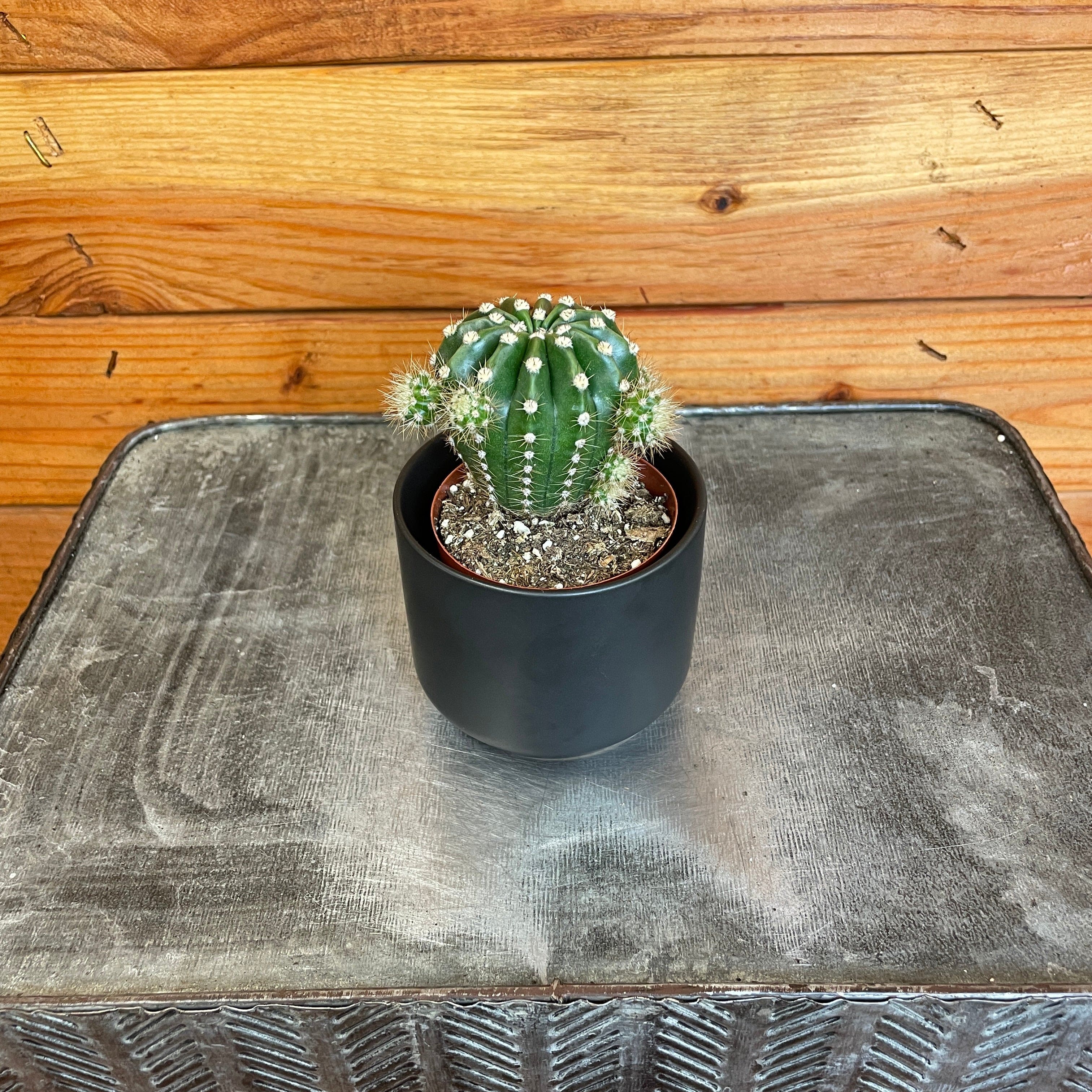 Echinopsis Oxygona, 2