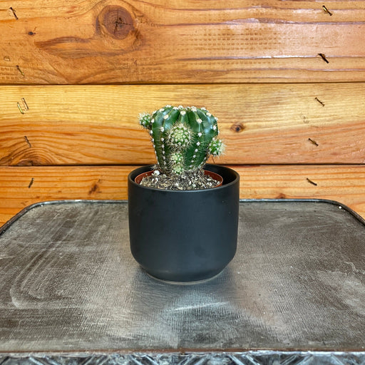 The Plant Farm® Cactus Echinopsis Oxygona, 2" Plant