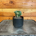 The Plant Farm® Cactus Echinopsis Oxygona, 2" Plant
