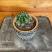 The Plant Farm® Cactus Echinopsis Oxygona, 4" Plant