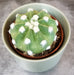 The Plant Farm® Cactus Echinopsis Subdenudata (Ancistrophora) Cactus, 2" Plant