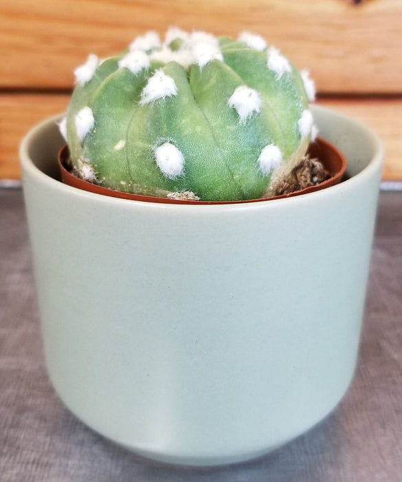The Plant Farm® Cactus Echinopsis Subdenudata (Ancistrophora) Cactus, 2" Plant