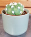 The Plant Farm® Cactus Echinopsis Subdenudata (Ancistrophora) Cactus, 2" Plant