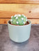 The Plant Farm® Cactus Echinopsis Subdenudata Cactus, 2" Plant