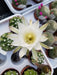 The Plant Farm® Cactus Echinopsis Subdenudata Cactus, 2" Plant