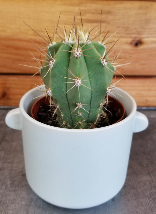 The Plant Farm® Cactus Echinopsis Terscheckii Cactus, 2" Plant