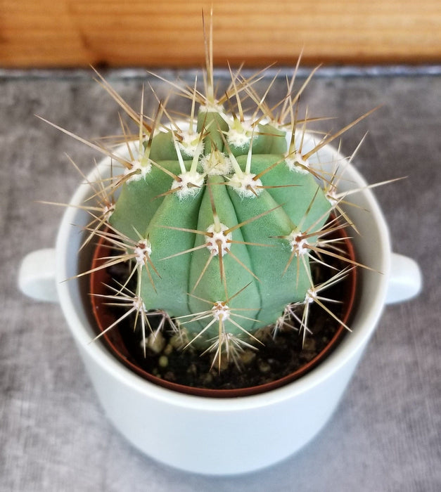 The Plant Farm® Cactus Echinopsis Terscheckii Cactus, 2" Plant