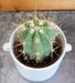 The Plant Farm® Cactus Echinopsis Terscheckii Cactus, 2" Plant