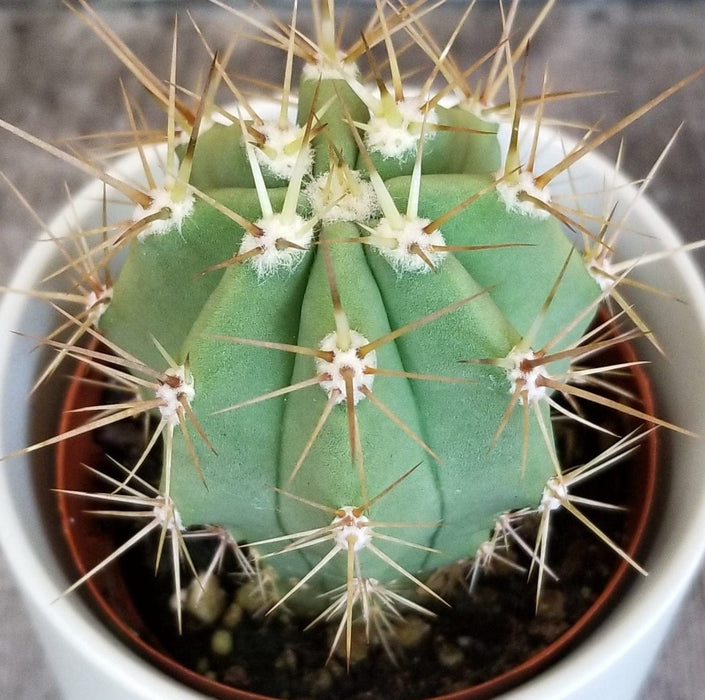The Plant Farm® Cactus Echinopsis Terscheckii Cactus, 2" Plant
