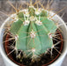 The Plant Farm® Cactus Echinopsis Terscheckii Cactus, 2" Plant