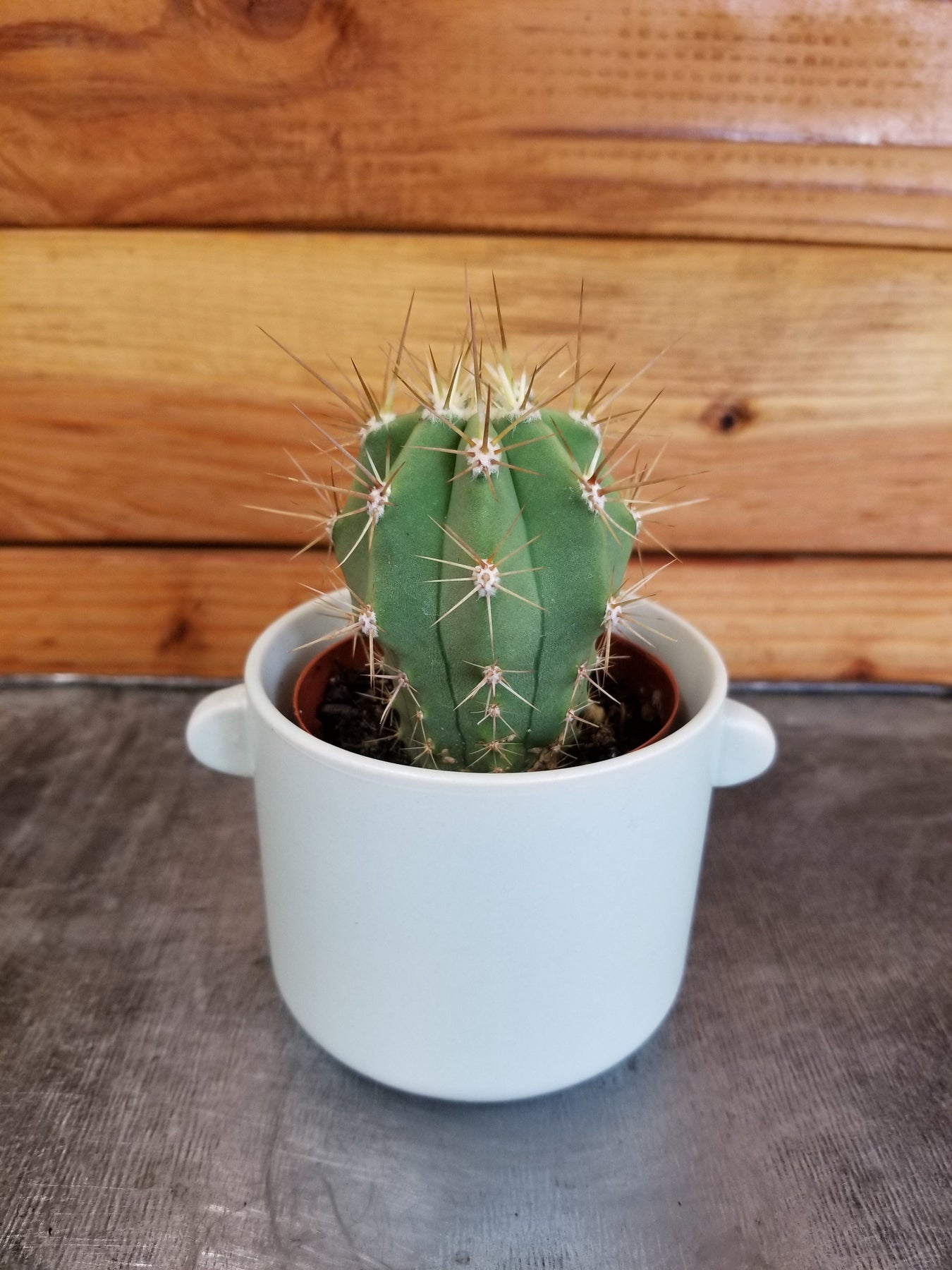 Cactus