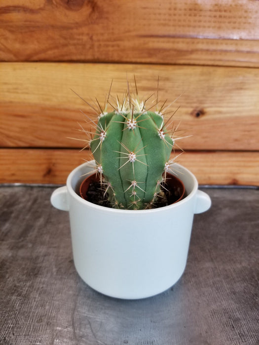 The Plant Farm® Cactus Echinopsis Terscheckii Cactus, 2" Plant