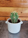 The Plant Farm® Cactus Echinopsis Terscheckii Cactus, 2" Plant