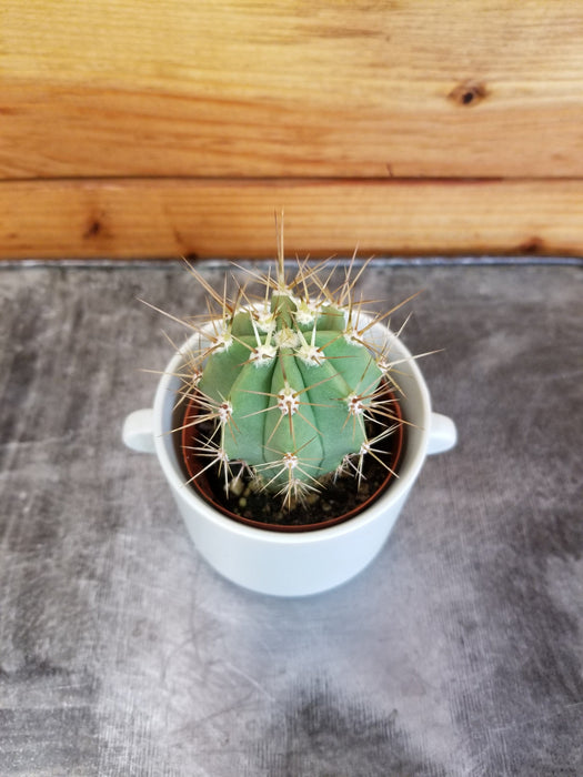 The Plant Farm® Cactus Echinopsis Terscheckii Cactus, 2" Plant