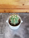 The Plant Farm® Cactus Echinopsis Terscheckii Cactus, 2" Plant