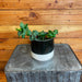 The Plant Farm® Cactus Epiphyllum Curly Locks, 4" Plant
