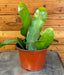 The Plant Farm® Cactus Epiphyllum Queen of the Night, 6" Plant
