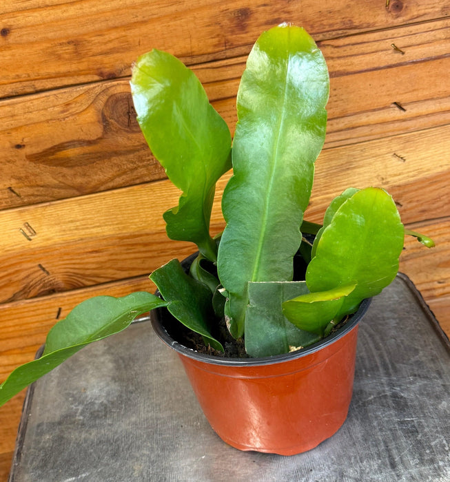 The Plant Farm® Cactus Epiphyllum Queen of the Night, 6" Plant