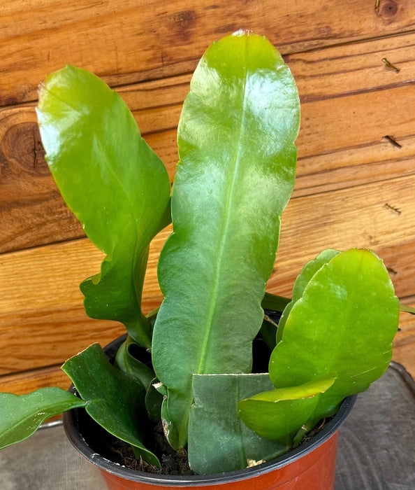 The Plant Farm® Cactus Epiphyllum Queen of the Night, 6" Plant