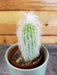The Plant Farm® Cactus Espostoa Lanata, 2" Plant