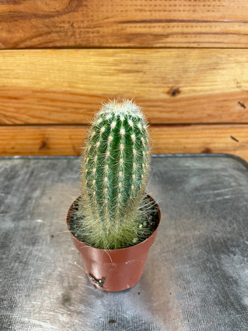 The Plant Farm® Cactus Espostoa Mirabilis, 2" Plant