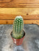 The Plant Farm® Cactus Espostoa Mirabilis, 2" Plant