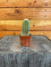 The Plant Farm® Cactus Espostoa Mirabilis, 2" Plant