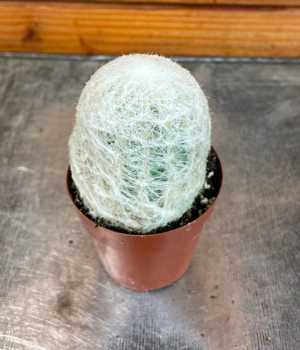 The Plant Farm® Cactus Espostoa Nana, 2" Plant