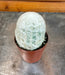The Plant Farm® Cactus Espostoa Nana, 2" Plant