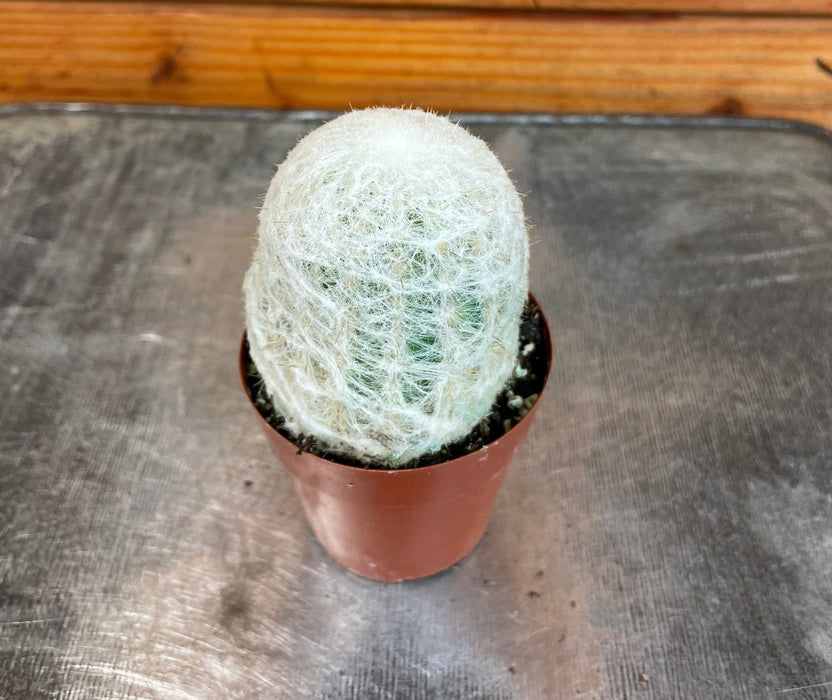 The Plant Farm® Cactus Espostoa Nana, 2" Plant