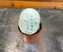 The Plant Farm® Cactus Espostoa Nana, 2" Plant