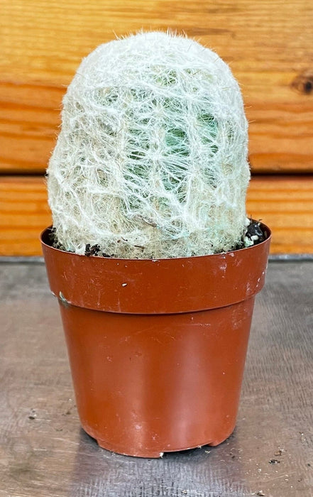 The Plant Farm® Cactus Espostoa Nana, 2" Plant