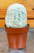 The Plant Farm® Cactus Espostoa Nana, 2" Plant