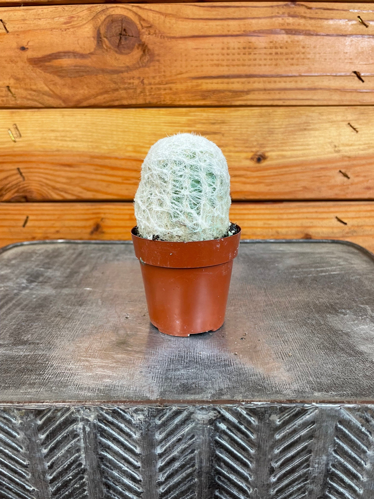 Espostoa Nana, 2