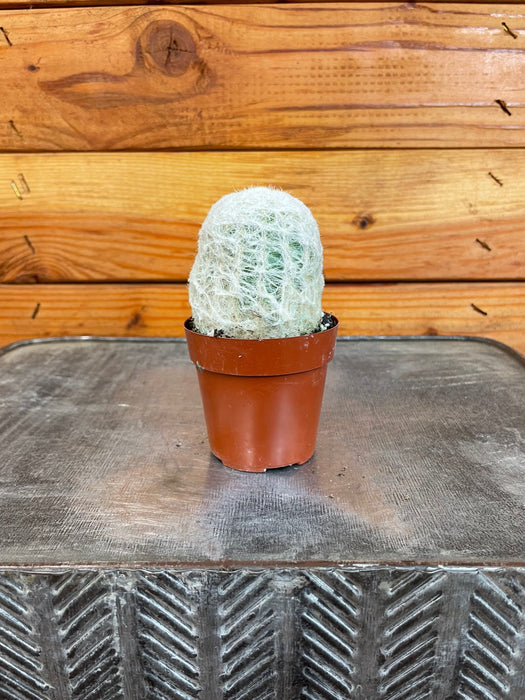 The Plant Farm® Cactus Espostoa Nana, 2" Plant